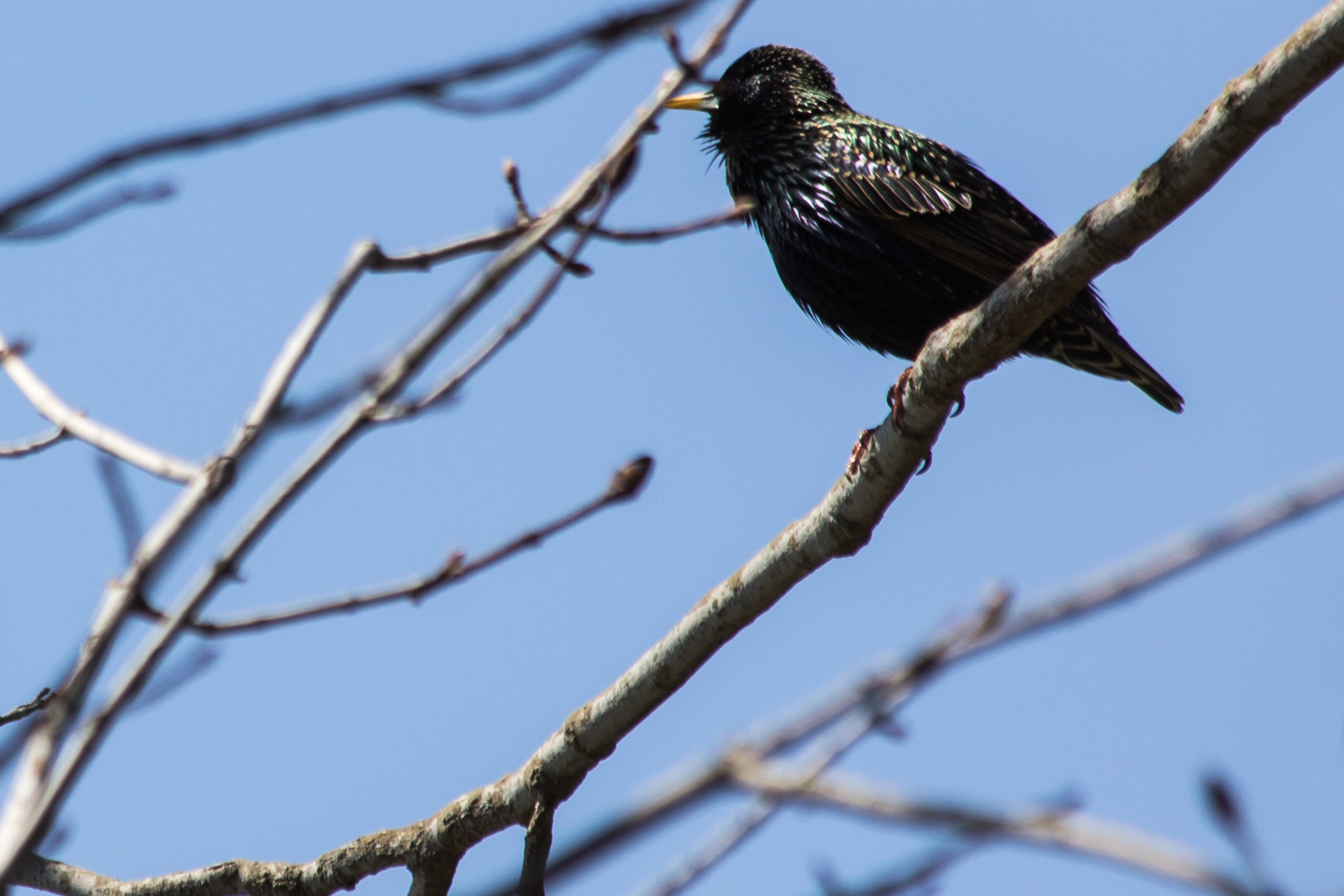 European Starling - oder amerikanischer Star