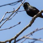 European Starling - oder amerikanischer Star