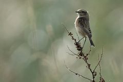 European Stonechat
