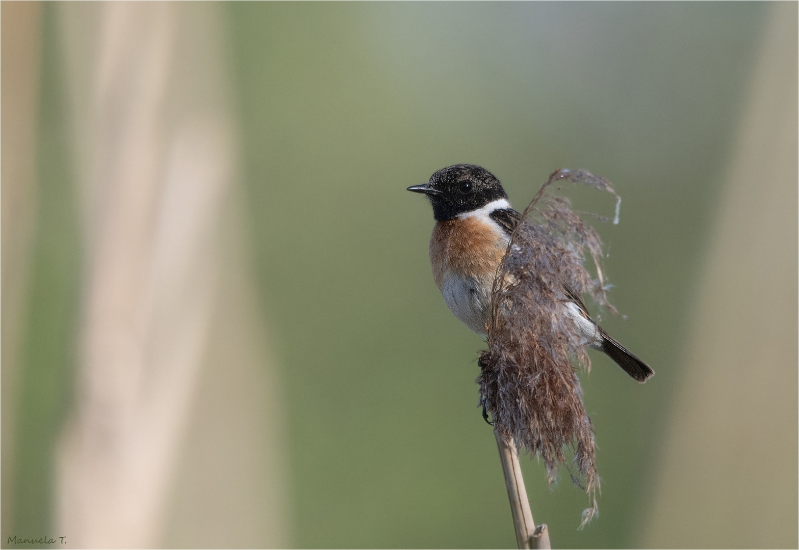 European stonechat