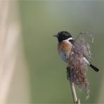 European stonechat