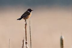 European Stonechat