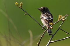European Stonechat