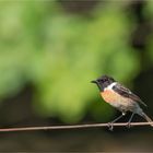 European stonechat