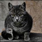 European tabby cat