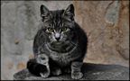 European tabby cat von Carlo Pollaci