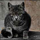 European tabby cat