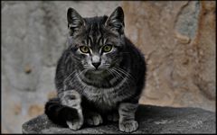 European tabby cat