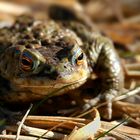 European Toad