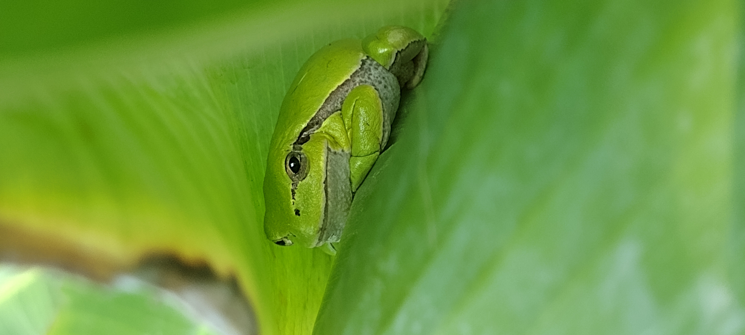 European Tree Frog 