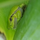 European Tree Frog 