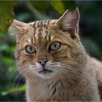 EUROPEAN WILDCAT (10)