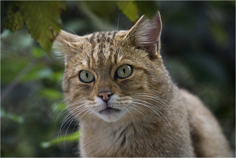 EUROPEAN WILDCAT (10)