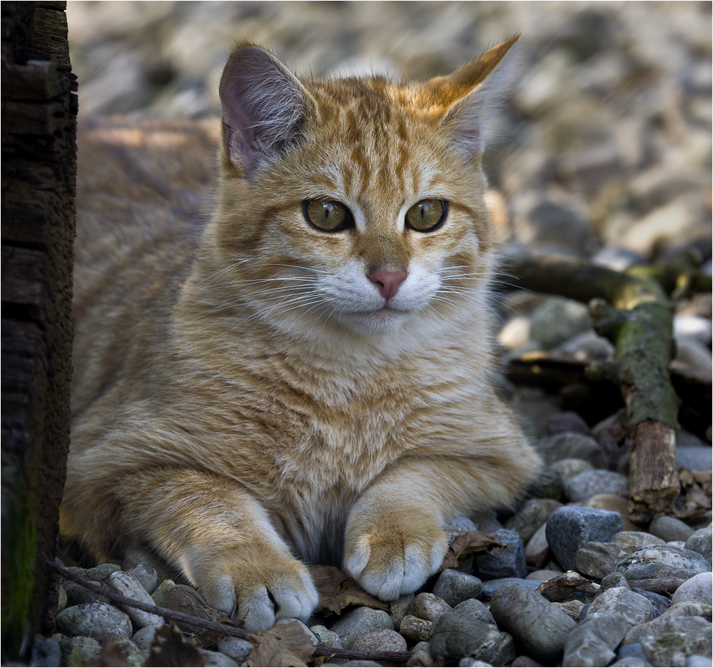 EUROPEAN WILDCAT (11)