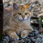 EUROPEAN WILDCAT (11)