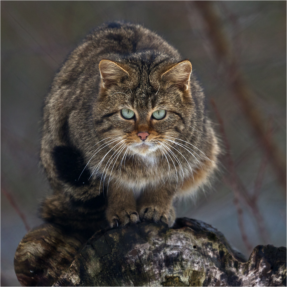 EUROPEAN WILDCAT (13)