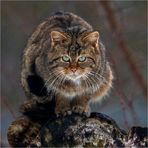 EUROPEAN WILDCAT (13)