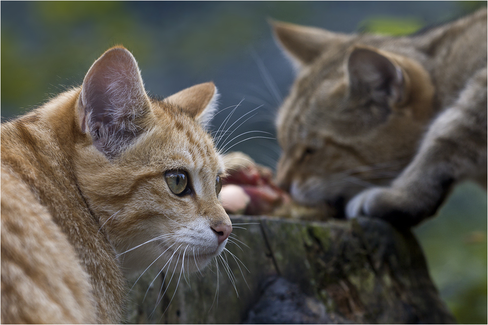 EUROPEAN WILDCAT (15)