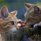 EUROPEAN WILDCAT (15)