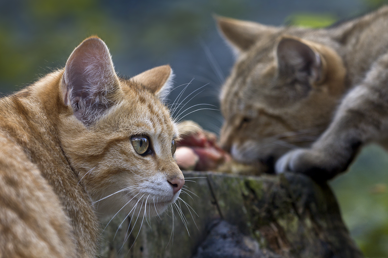 EUROPEAN WILDCAT (15)