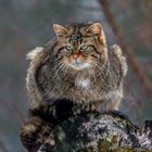 EUROPEAN WILDCAT (16)