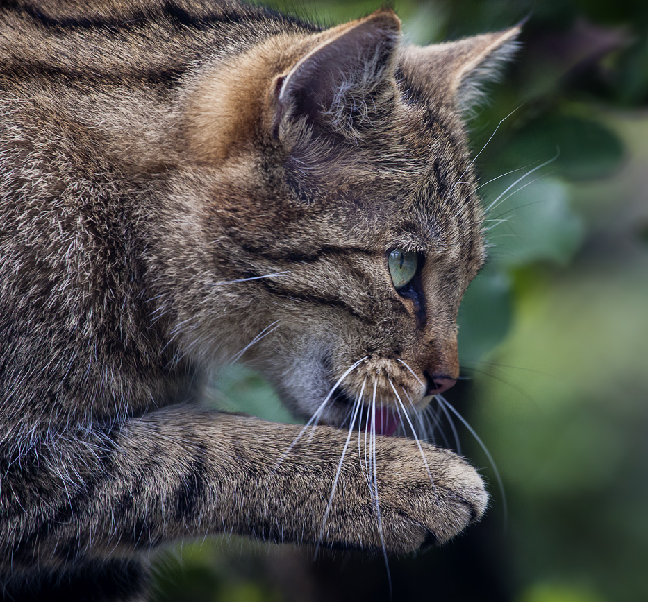 EUROPEAN WILDCAT (17)