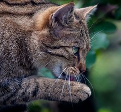 EUROPEAN WILDCAT (17)