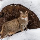 EUROPEAN WILDCAT (31)