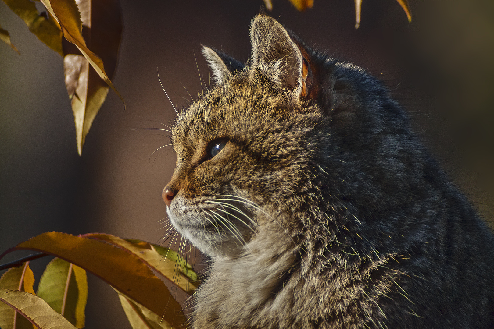 EUROPEAN WILDCAT (32)