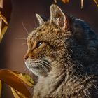 EUROPEAN WILDCAT (32)