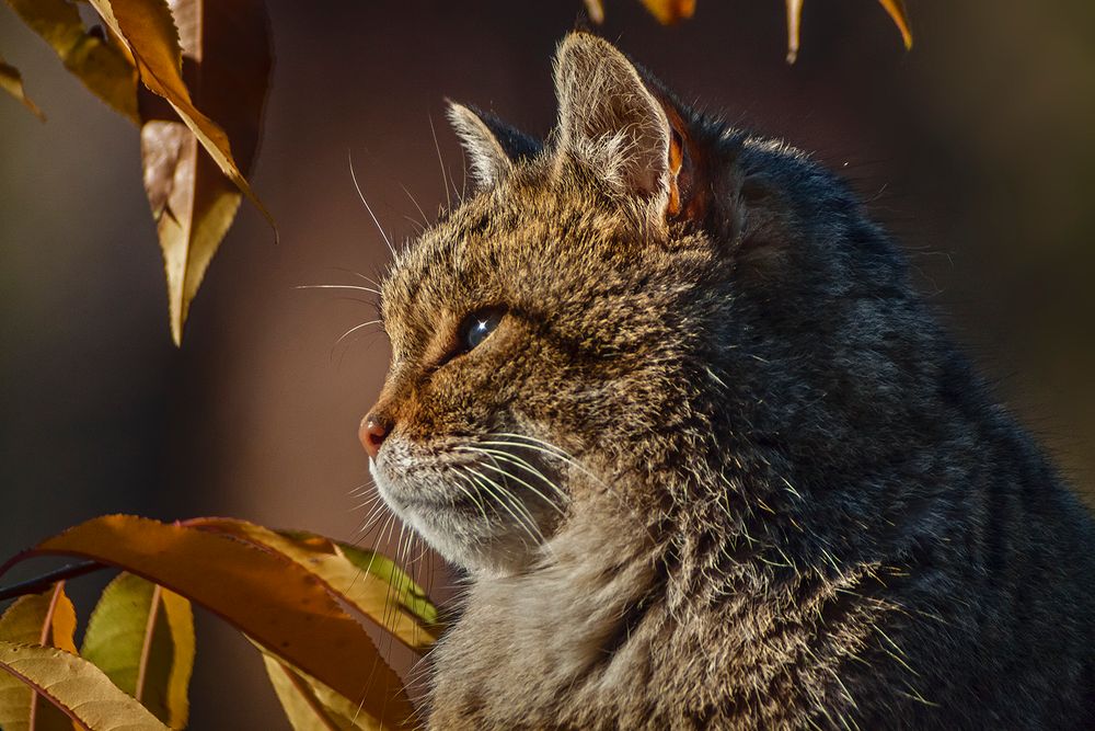 EUROPEAN WILDCAT (32)