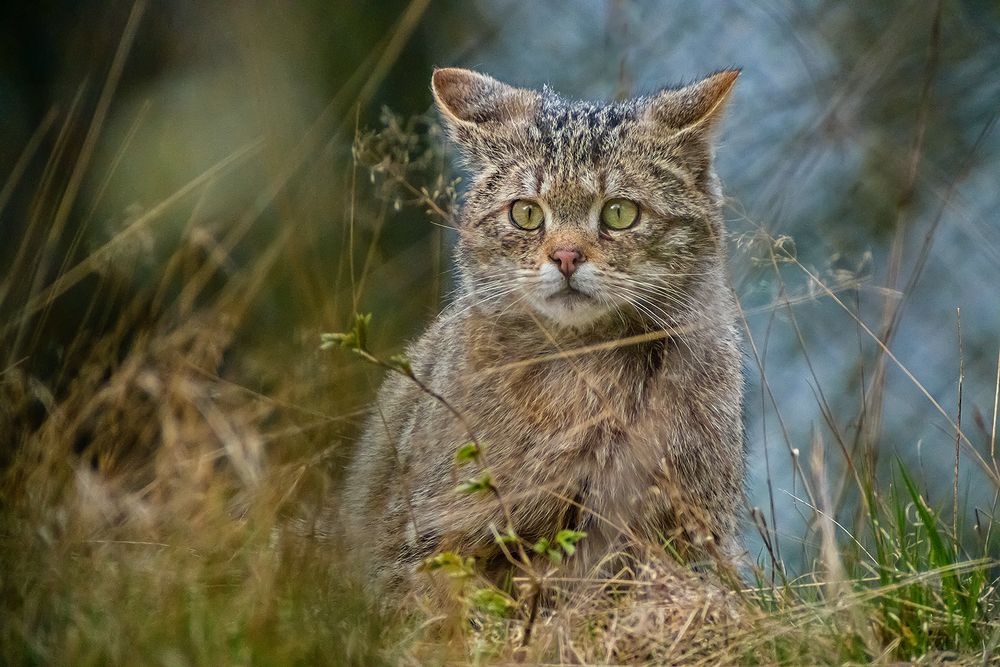 EUROPEAN WILDCAT (33)