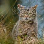 EUROPEAN WILDCAT (33)