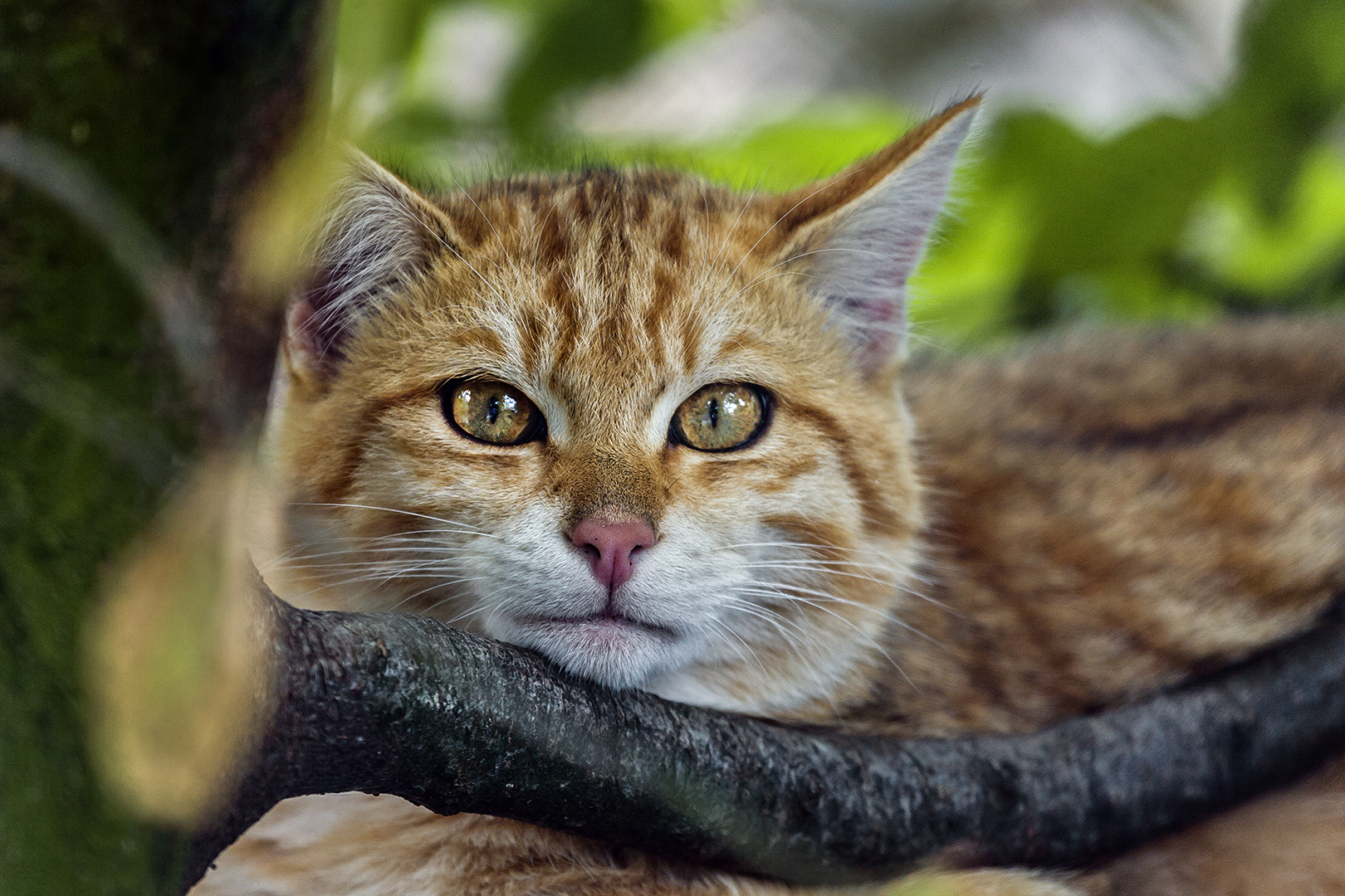 EUROPEAN WILDCAT (6)