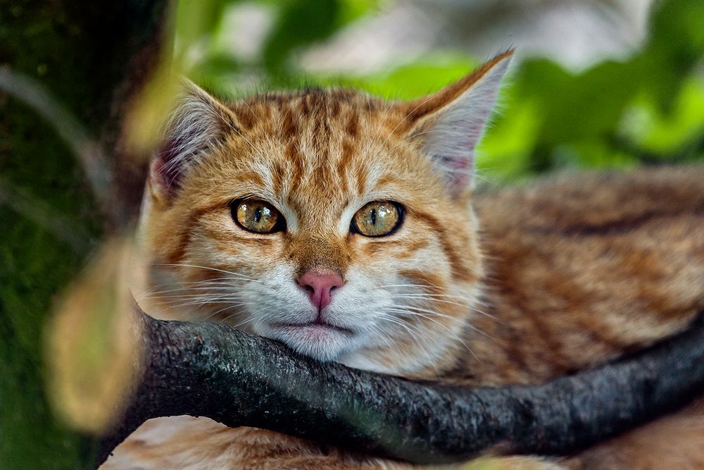 EUROPEAN WILDCAT (6)