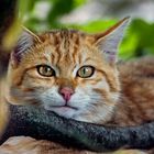 EUROPEAN WILDCAT (6)