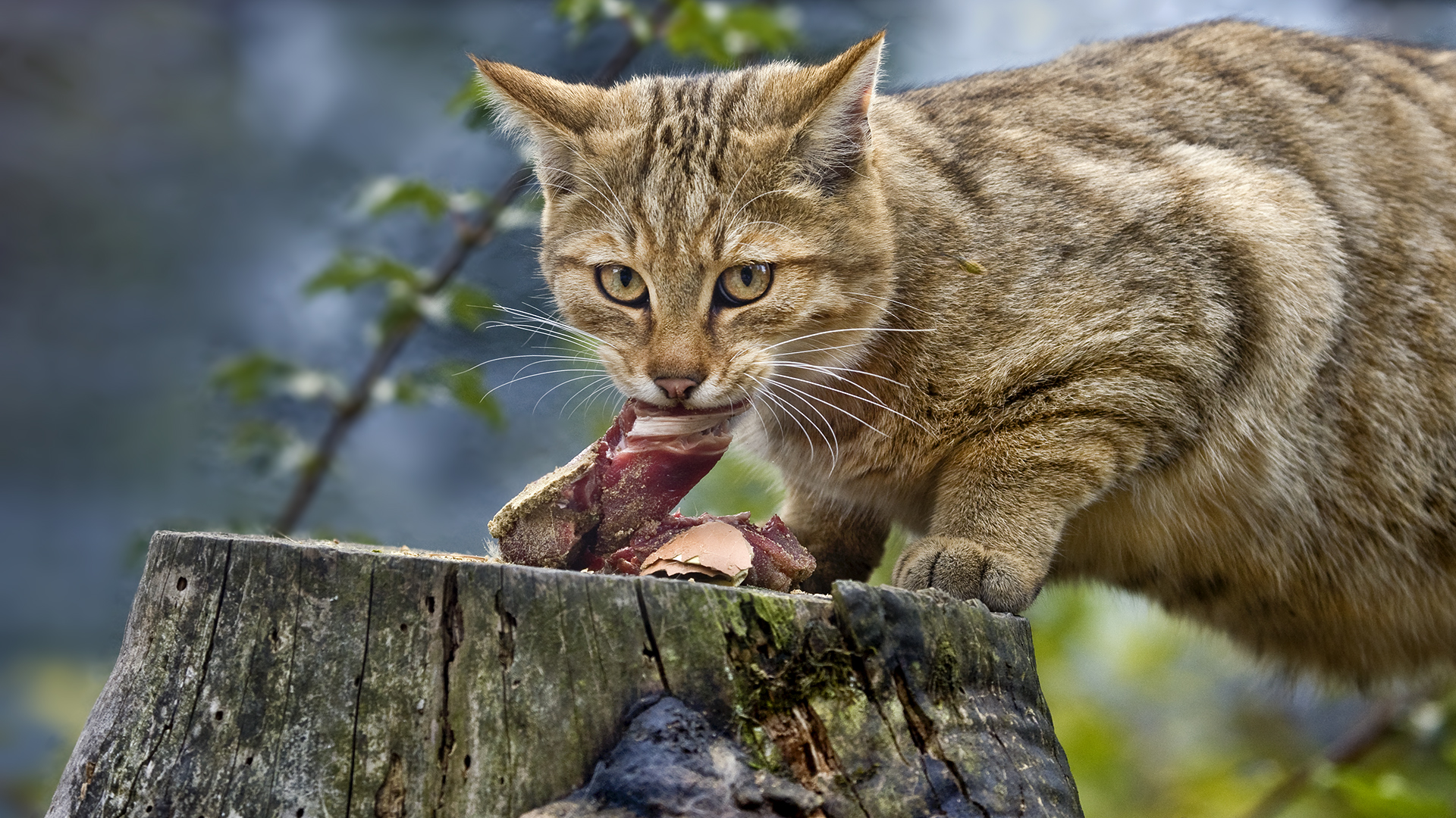 EUROPEAN WILDCAT (8)