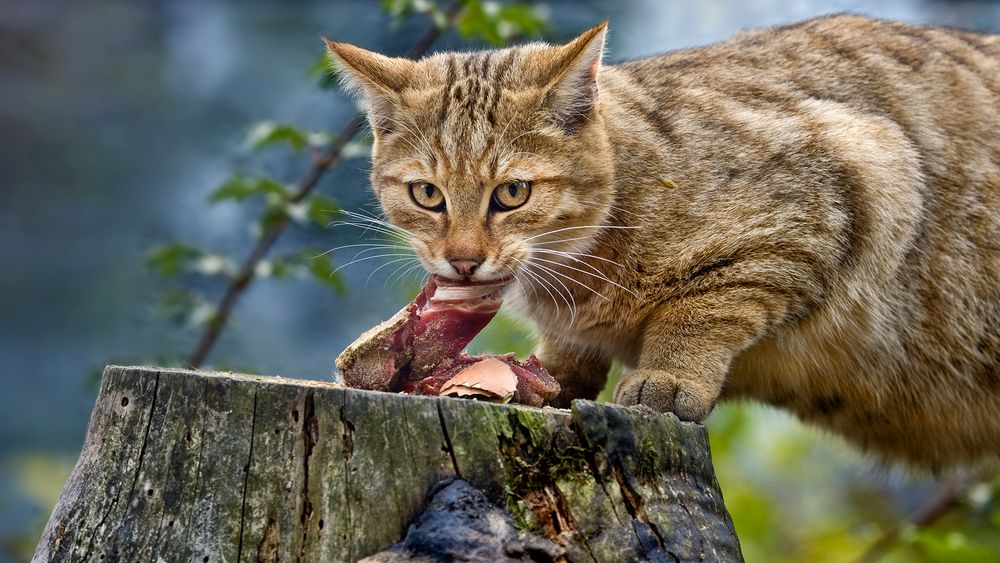 EUROPEAN WILDCAT (8)