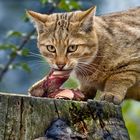 EUROPEAN WILDCAT (8)