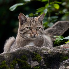 EUROPEAN WILDCAT (9)