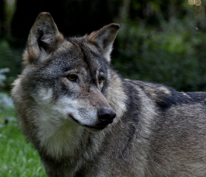 european wolf