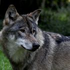 european wolf