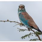 EUROPEAN.ROLLER