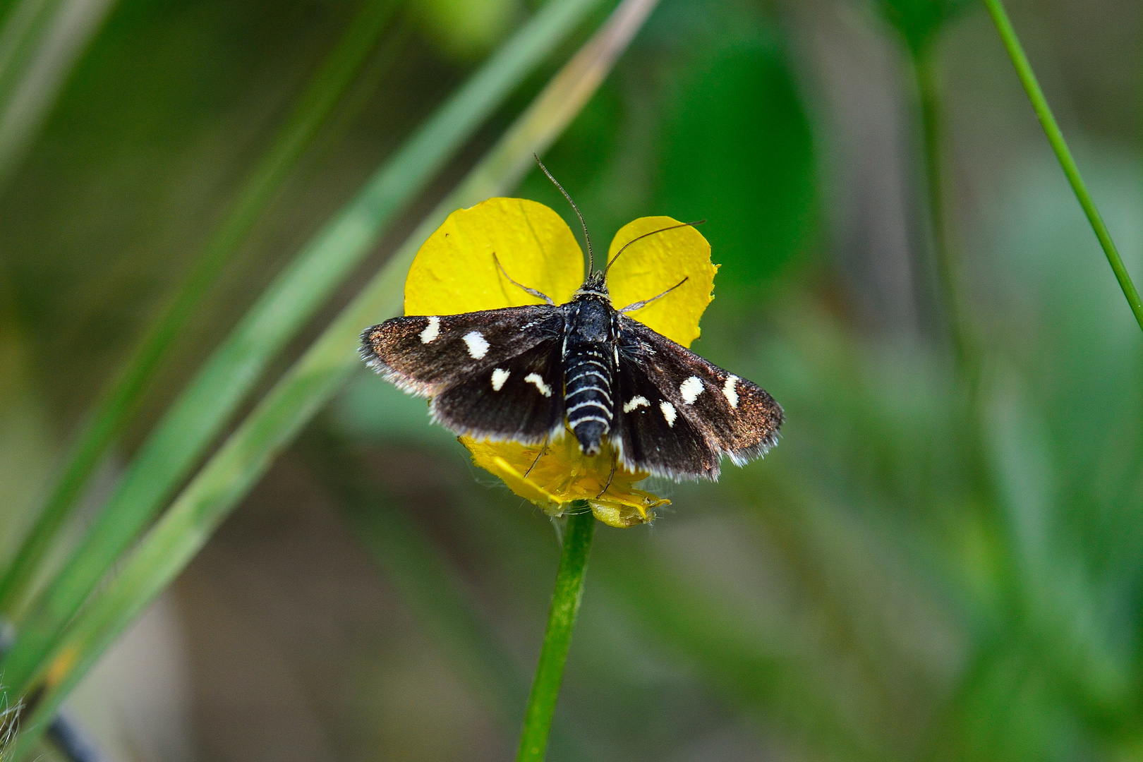 Eurrhypis pollinalis , Ginster- Fleckenzünsler