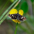 Eurrhypis pollinalis , Ginster- Fleckenzünsler