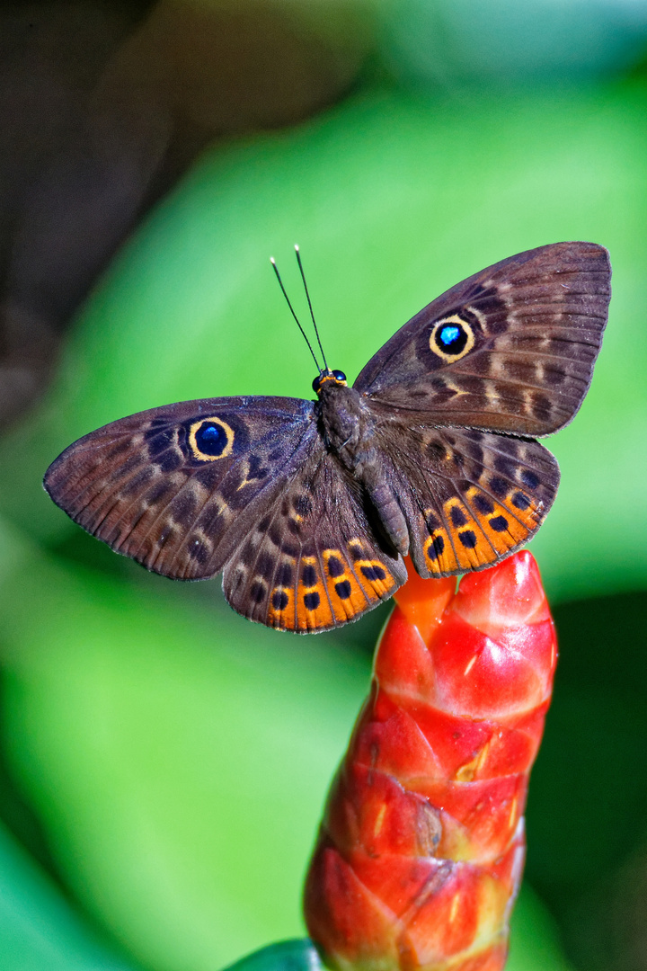 Eurybia Schmetterling auf Costus