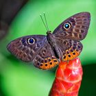 Eurybia Schmetterling auf Costus