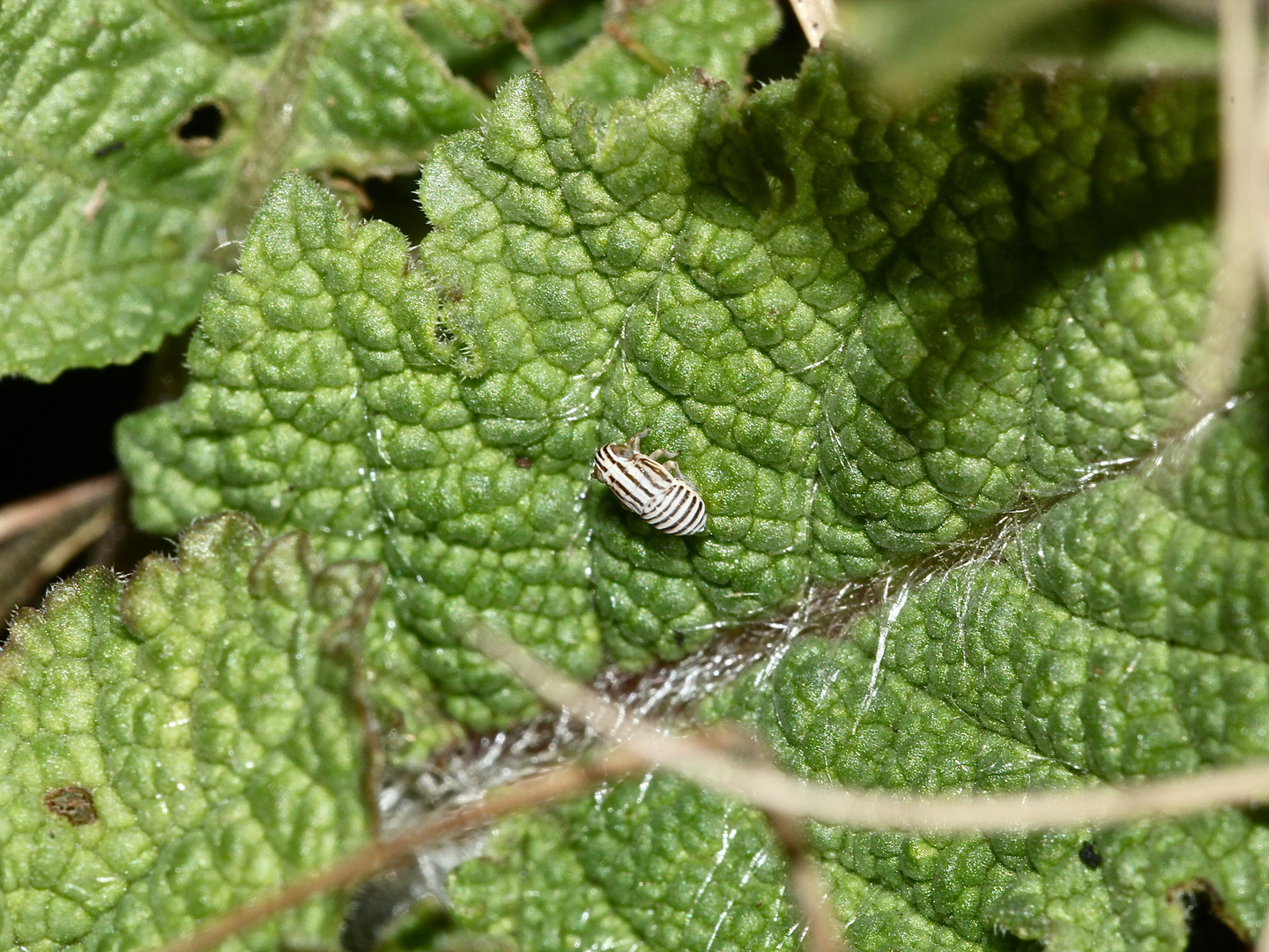 EURYBREGMA NIGROLINEATA - die ZEBRA-SPORNZIKADE!