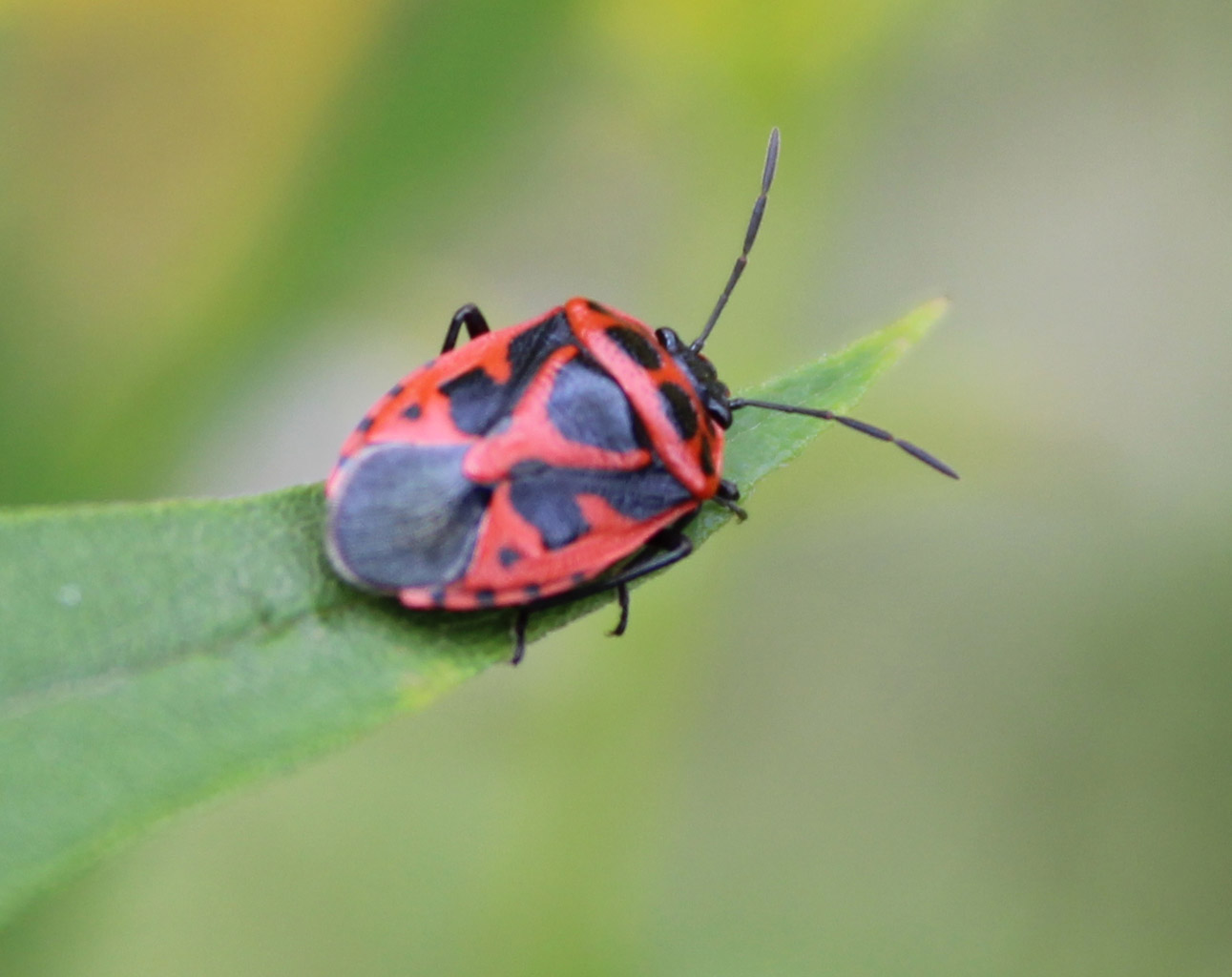 Eurydema dominula-  Zierliche Gemüsewanze 