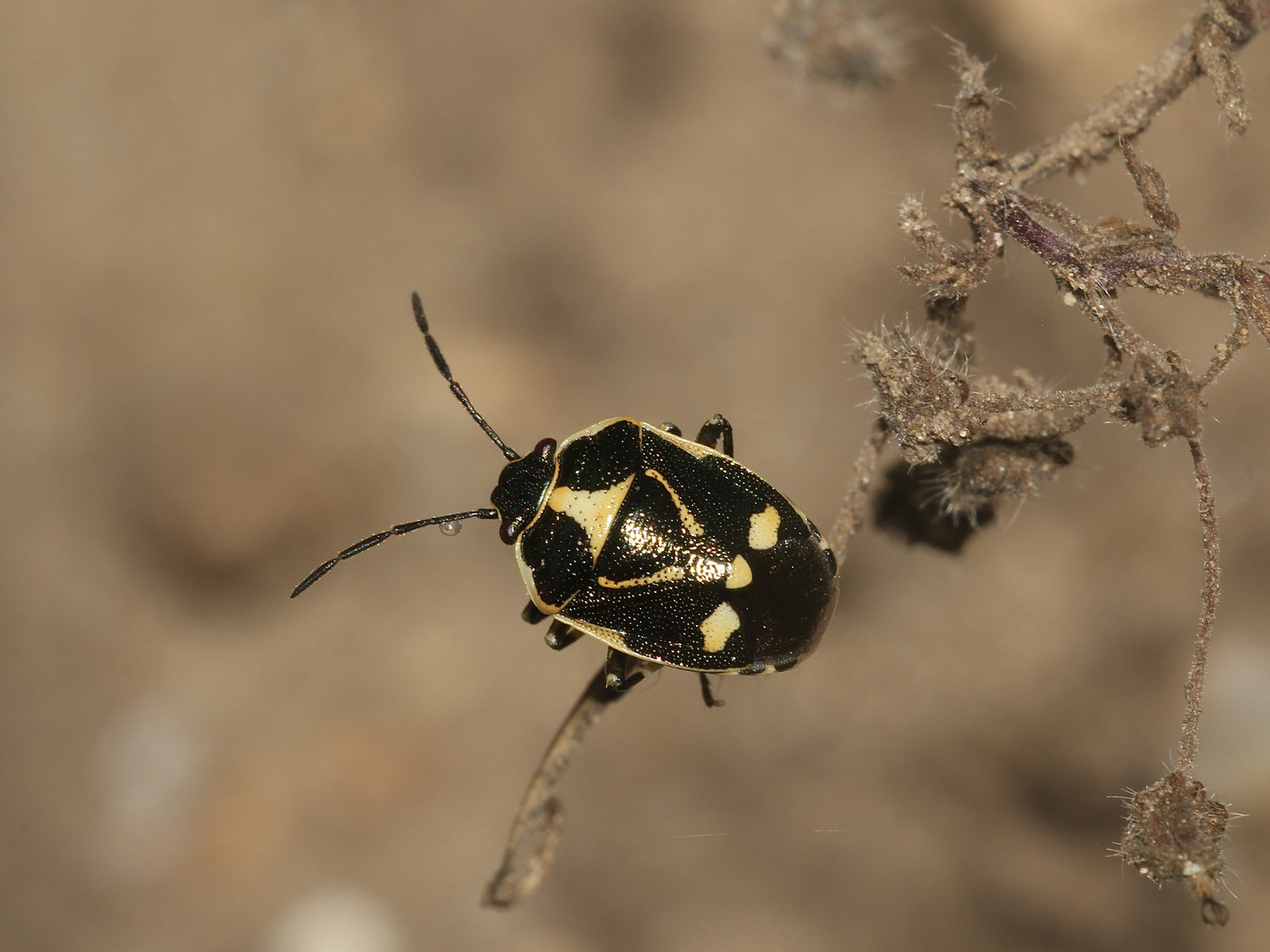 Eurydema oleracea, die Kohlwanze - aus der Familie der Pentatomidae (Baumwanzen)